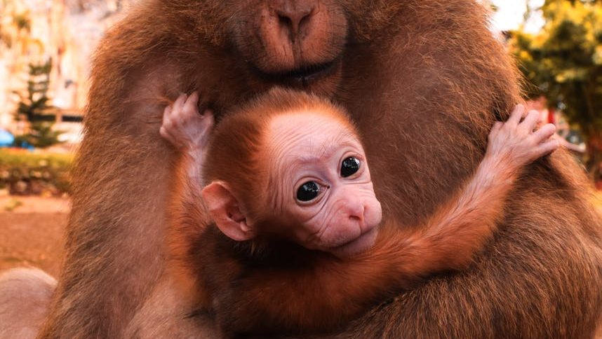 新生児の鼻くそ はなくそ の取り方は 鼻の奥の鼻くそ はなくそ の取り 方からピンセット選びまで徹底解説します かわ吉のブログ しきおりおりな子育ての日々