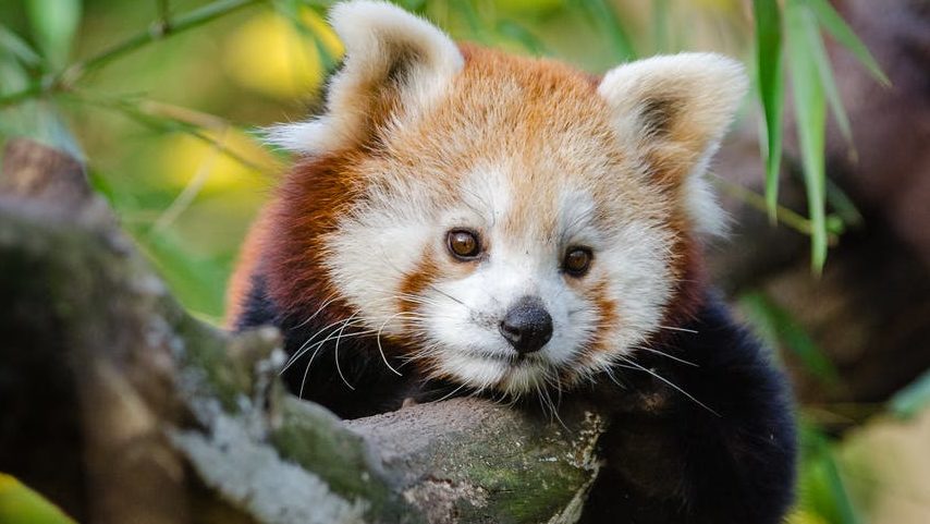 髪の毛の多い赤ちゃんは毛深くなるって本当なのか 心配で調べてみた 新米パパの子育て奮闘記 パパによる子育てブログ