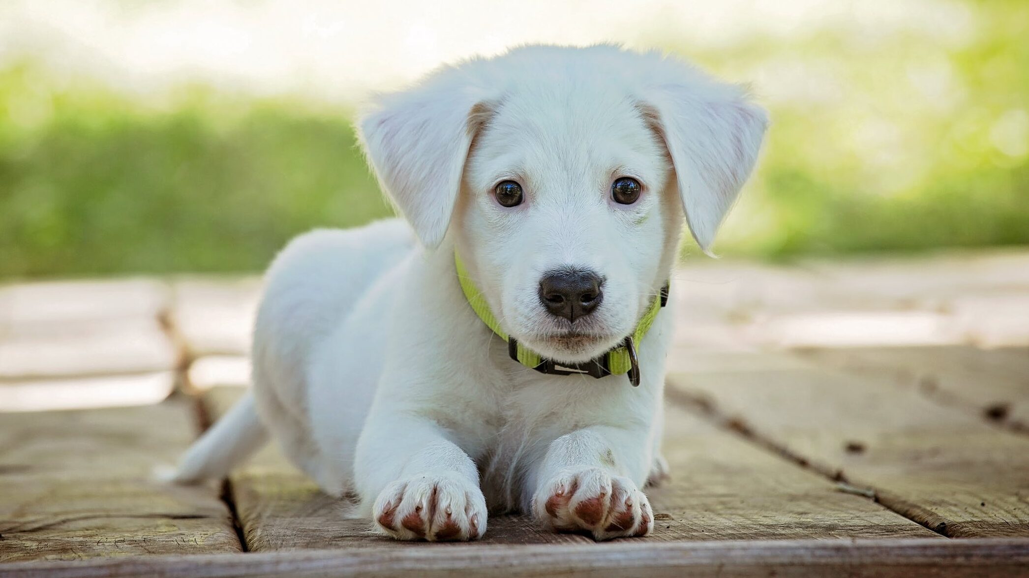 パウパトロールのスカイがかわいい イラストの塗り絵が無料 おもちゃや服 声優や犬 種まで徹底調査いたしました 新米パパの子育て奮闘記 パパによる子育てブログ